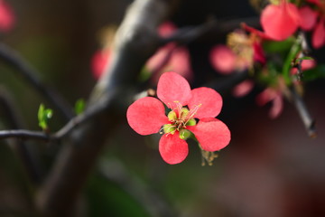 Fototapeta na wymiar The plum blossom