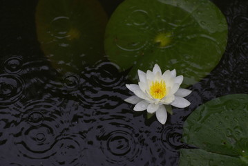 雨と睡蓮（water lily）