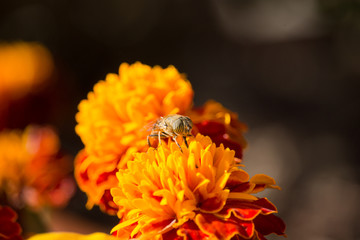 Eristalinus taeniops on Marigold