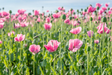 Fototapeta premium Blooming stages of the poppy