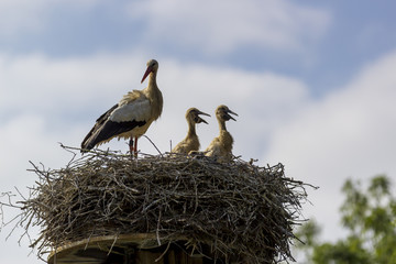 Nachwuchs bei den Storchen