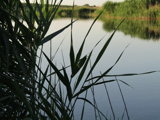 water, lake, nature