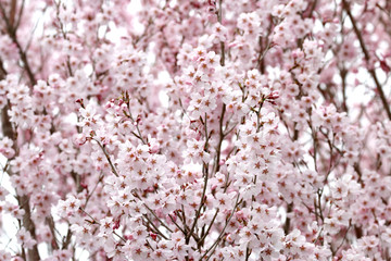 花木団地の桜（福島県・郡山市）