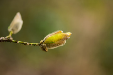 Blooming magnolia in the spring garden