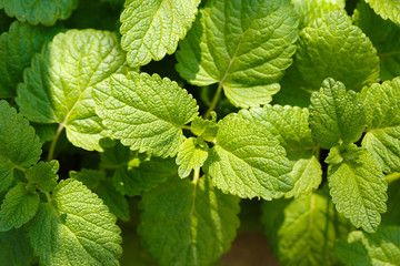 fresh young leaves of a melissa in the early spring