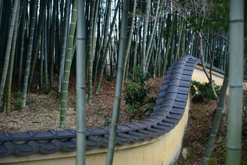 Bamboo forest-5