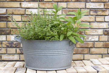 Fototapeta na wymiar fresh herbs in old wash tubs