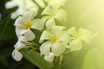 Obraz na płótnie Canvas Plumeria flower on green background