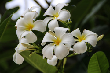 Plumeria flower on green background