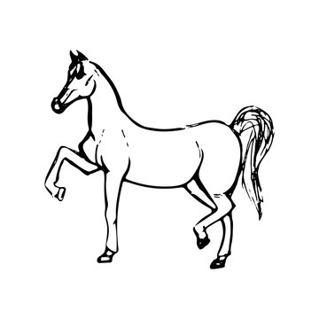 Hand drawn sketch of horse. Black line drawing isolated on white background. Vector animal illustration.