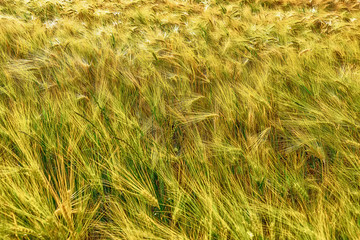 Sunny day and golden wheat field