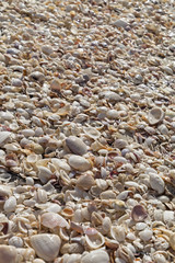 Beach Sea Shells Background