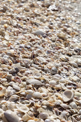 Beach Sea Shells 