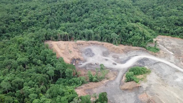 Deforestation Borneo rainforest for palm oil industry  