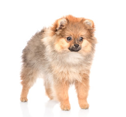 spitz puppy standing. isolated on white background