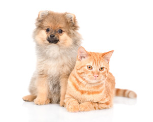 portrait of a spitz puppy and a cat. isolated on white background