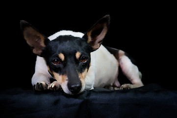small black and white dog on black background