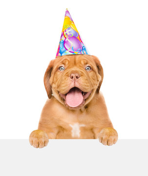 Funny puppy in birthday hat above white banner. isolated on white background