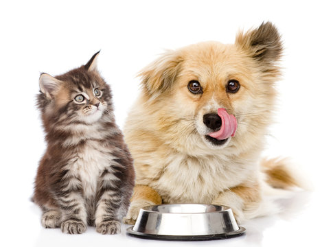 Kitten And Licking Lips Hungry Dog Sitting Together Near Bowl. Isolated On White Background