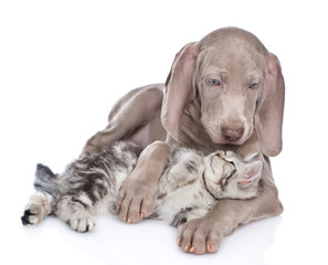 Weimaraner puppy hugs the kitten and looks at him. isolated on white background