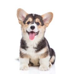 Happy Brown Pembroke Welsh Corgi puppy looking at camera. isolated on white background - obrazy, fototapety, plakaty