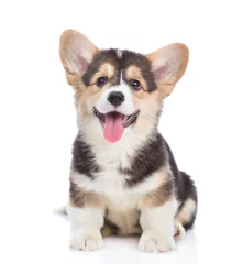 Foto op Plexiglas Happy Brown Pembroke Welsh Corgi puppy looking at camera. isolated on white background © Ermolaev Alexandr