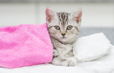 Cute baby kitten lying on pillow under blanket and looking at camera