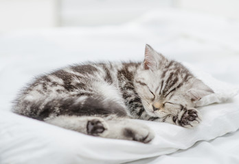 Tabby baby kitten sleeping on pillow