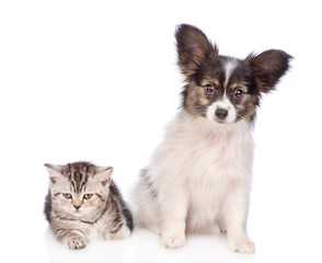 papillon puppy with scottish tabby kitten. isolated on white background