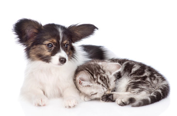 papillon puppy lying with sleeping scottish tabby kitten. isolated on white background
