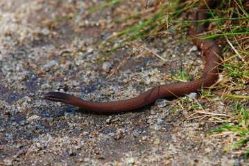 White-lipped Snake (Drysdalia Coronoides) in Habitat