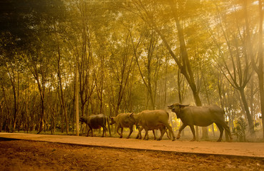 Fototapeta premium Silhouette The Buffalo herd are walking to home. At sunset