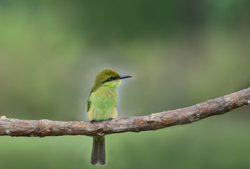 Merops orientalis or Green Bee - eater / little green bee-eater on the branch.
