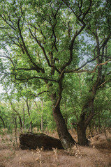 Two trees by the big stone in the forest