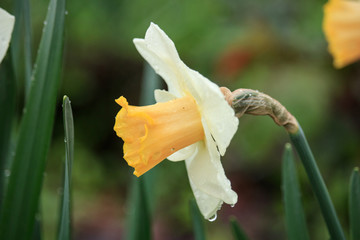 Rain on Yellow Narcissus Flower