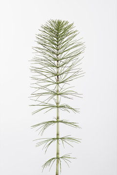 equisetum