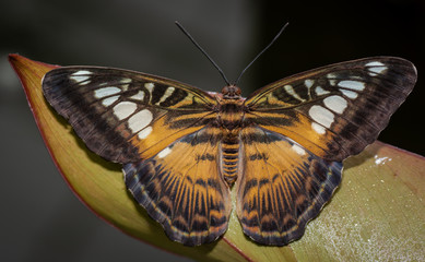 Fototapeta na wymiar Farfalla
