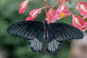 Farfalla