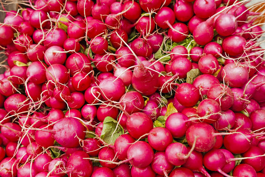 A full frame closeup of farm fresh and organic radishes on display at a farmers market.