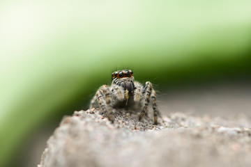 The jumping spider with the caught prey on a gray and green background. Life going under our feet on the pavement.