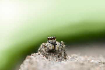 The jumping spider with the caught prey on a gray and green background. Life going under our feet on the pavement.