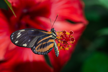Farfalla