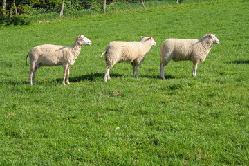 Naklejka na ściany i meble Sheep in a row, Lüneburg Heath. Northern Germany