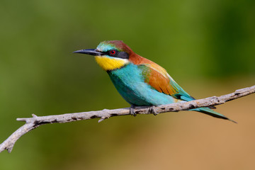 Golden bee-eater sitting on a branch