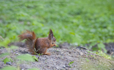 Naklejka na ściany i meble Eurasian red squirrel in forest eating nut