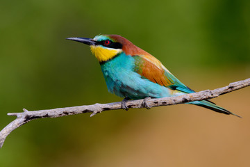 Golden bee-eater sitting on a branch