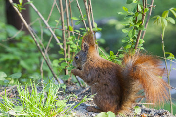 Eurasian red squirrel in forest eating nut