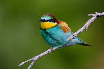 Golden bee-eater sitting on a branch