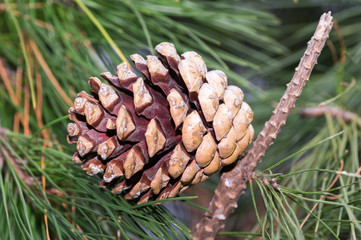 Open Pine Cone