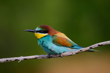 Golden bee-eater sitting on a branch